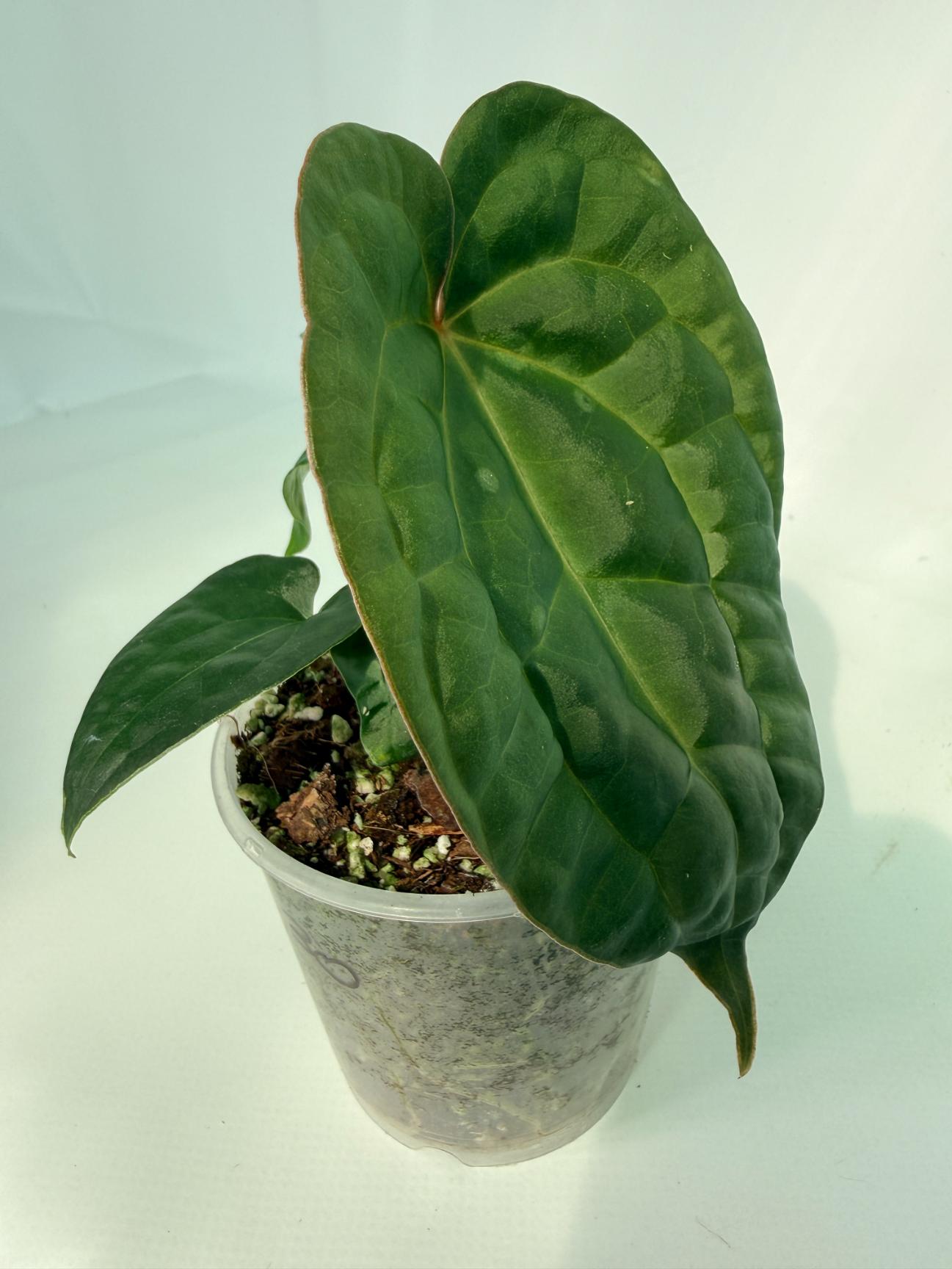 Anthurium Forgetii x Luxurians