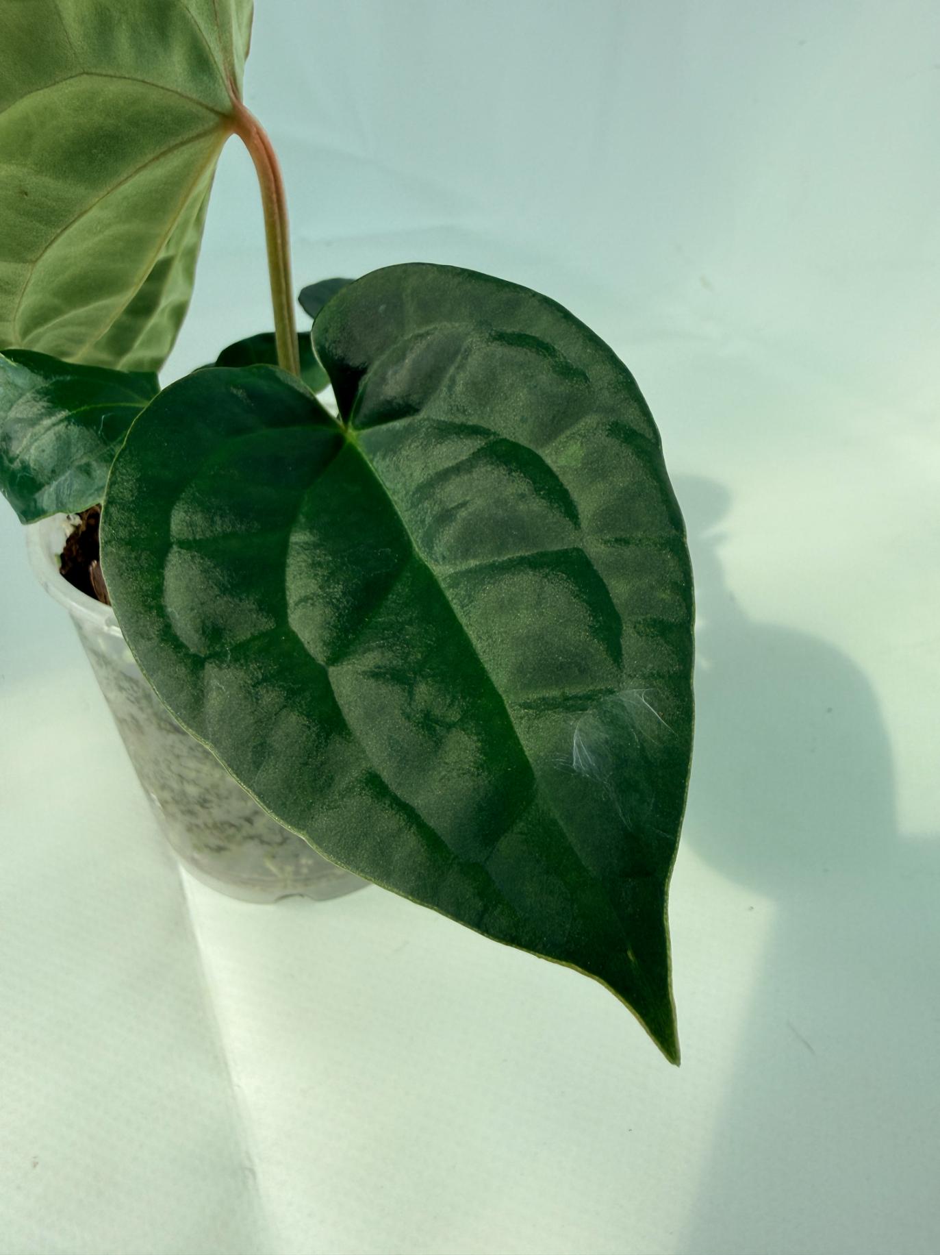 Anthurium Forgetii x Luxurians