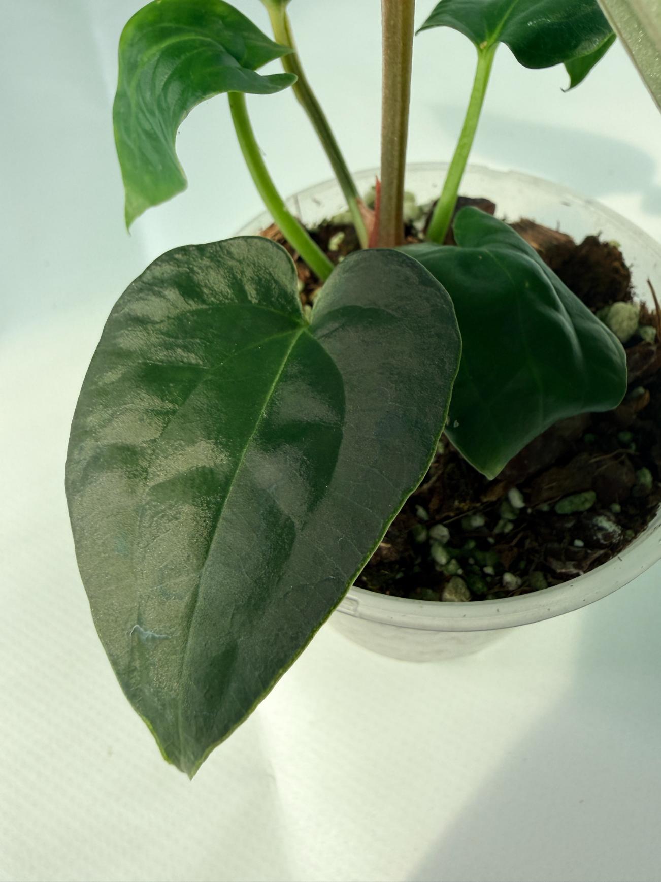 Anthurium Forgetii x Luxurians