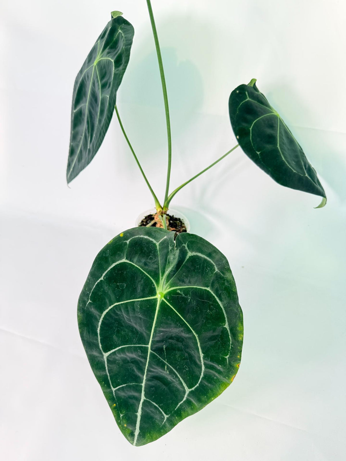 Anthurium Forgetii x Regale XL 08