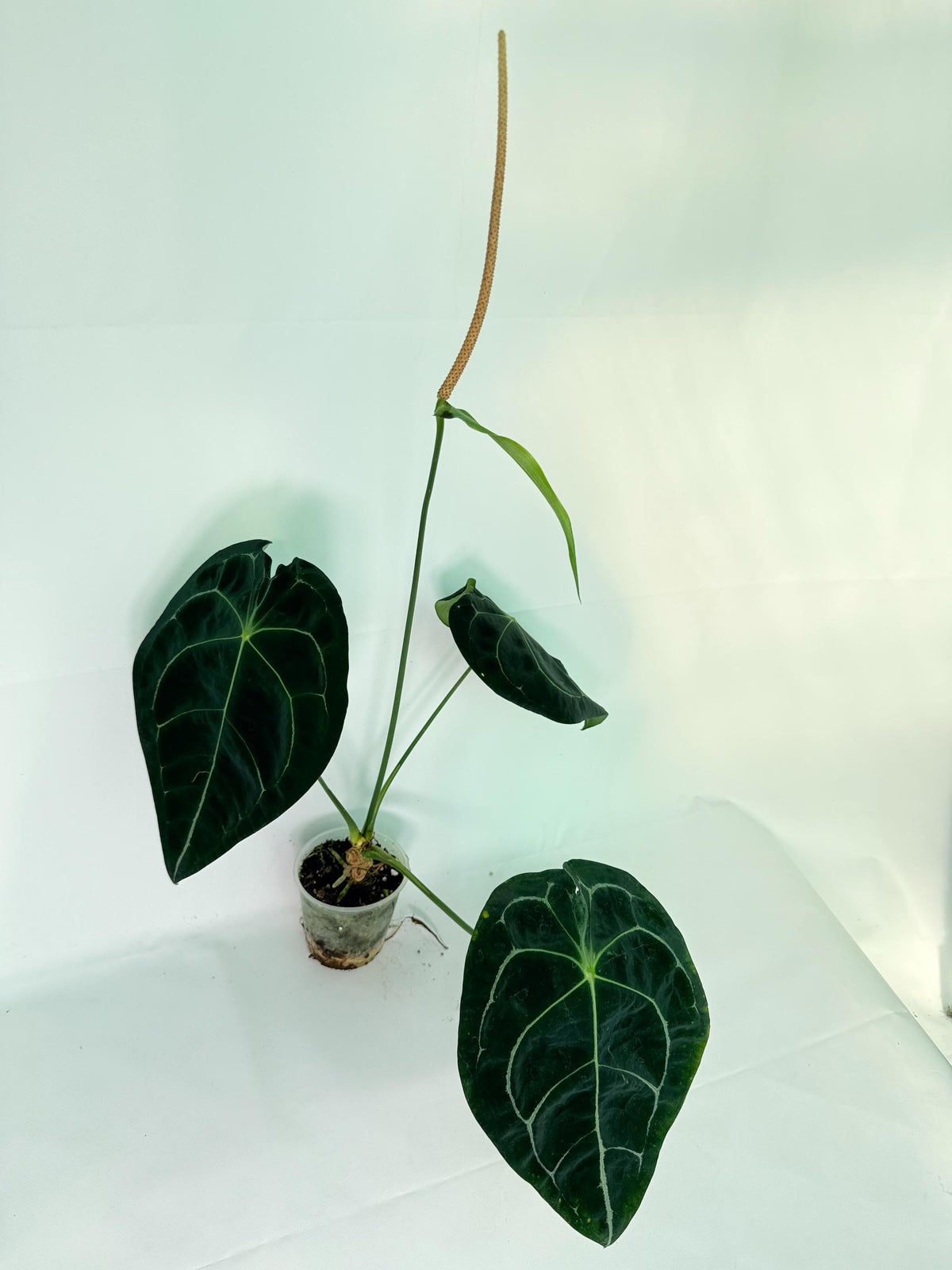 Anthurium Forgetii x Regale XL 09