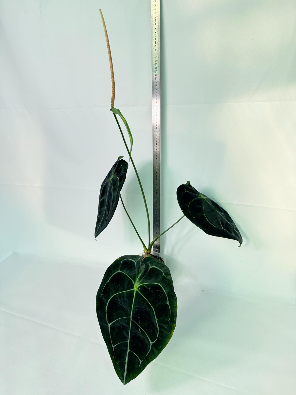 Anthurium Forgetii x Regale XL 10