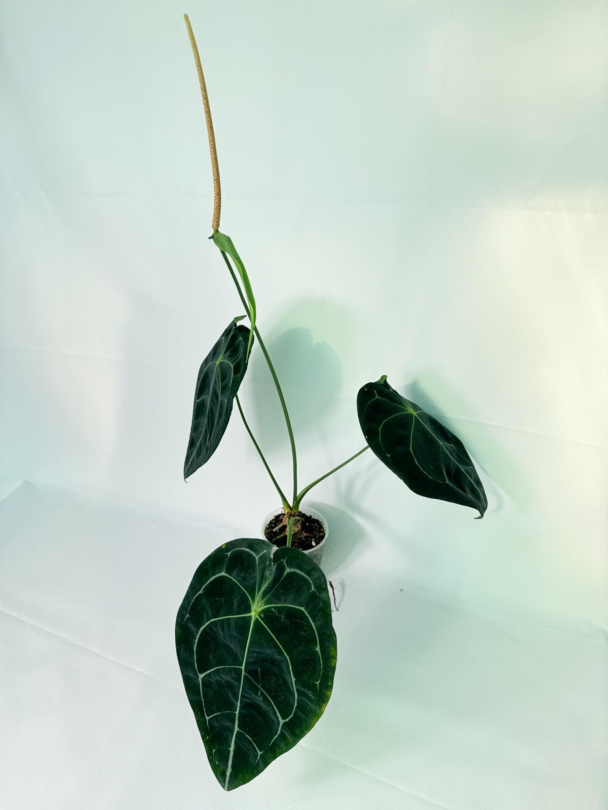 Anthurium Forgetii x Regale XL 01