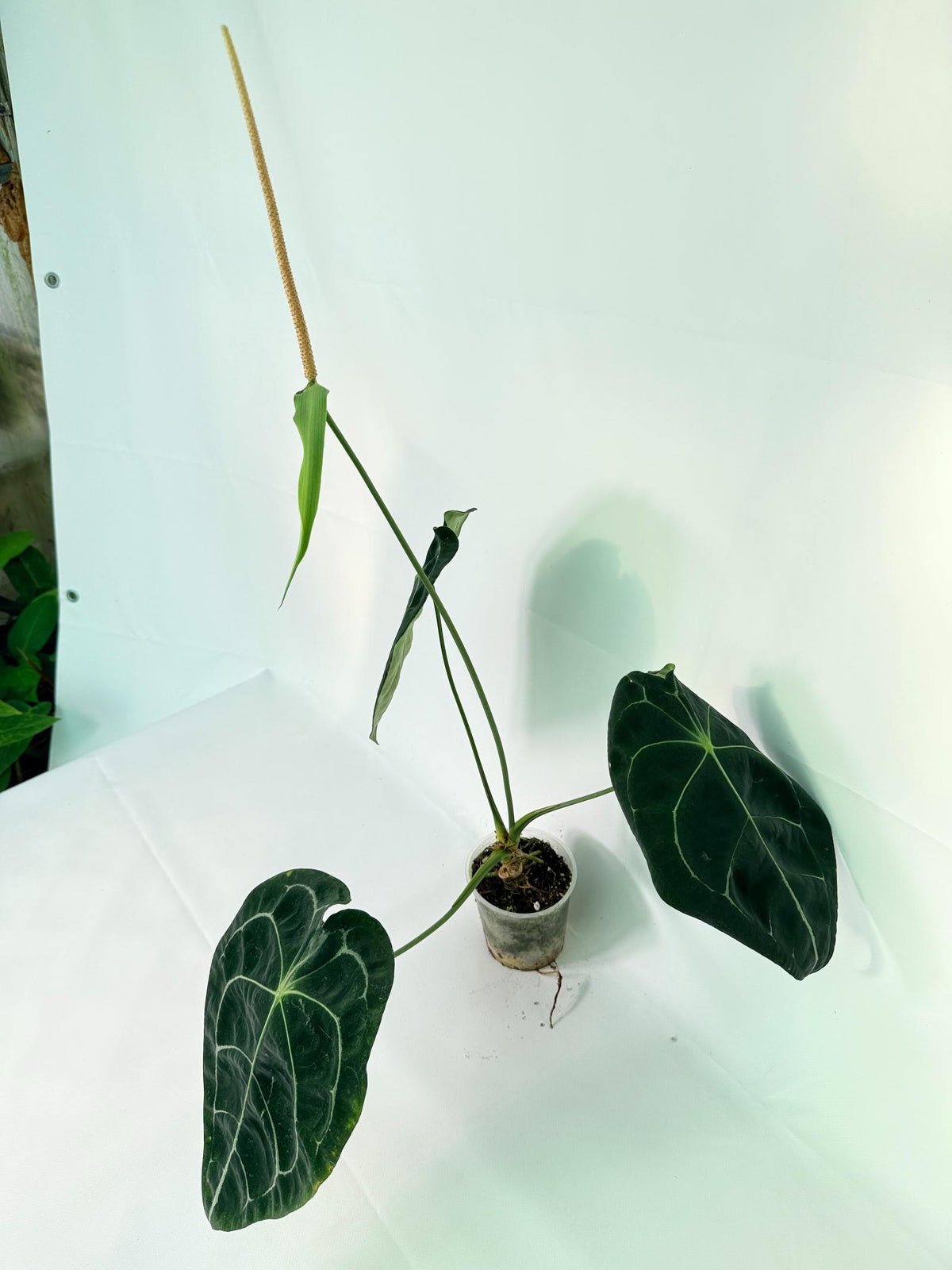 Anthurium Forgetii x Regale XL 02