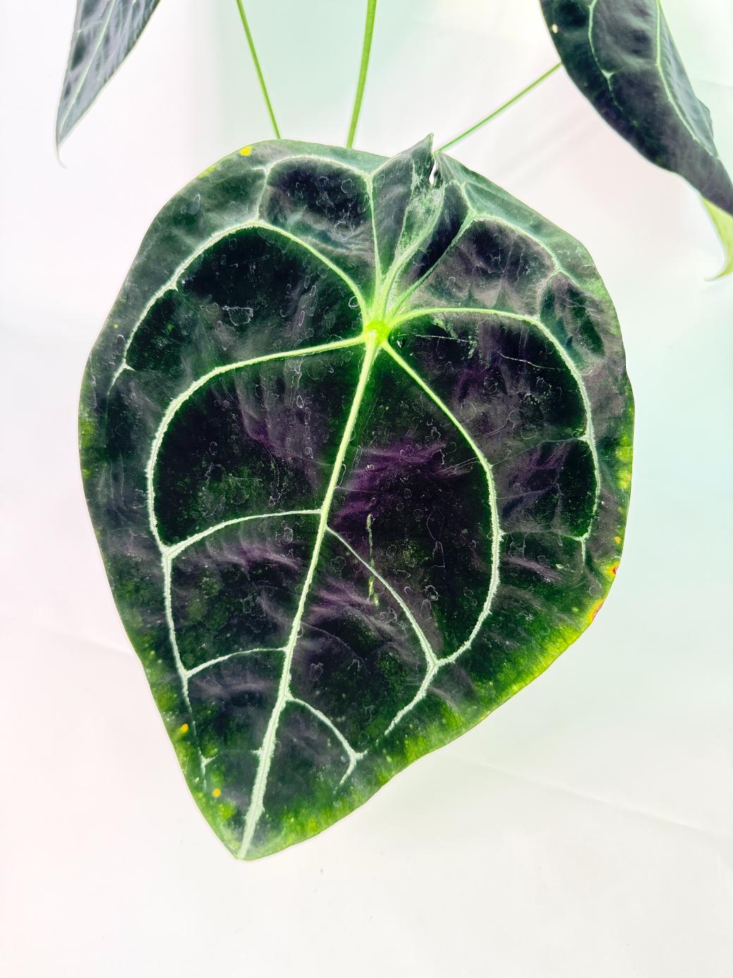 Anthurium Forgetii x Regale XL 03