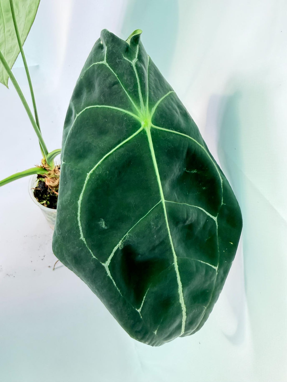 Anthurium Forgetii x Regale XL 04