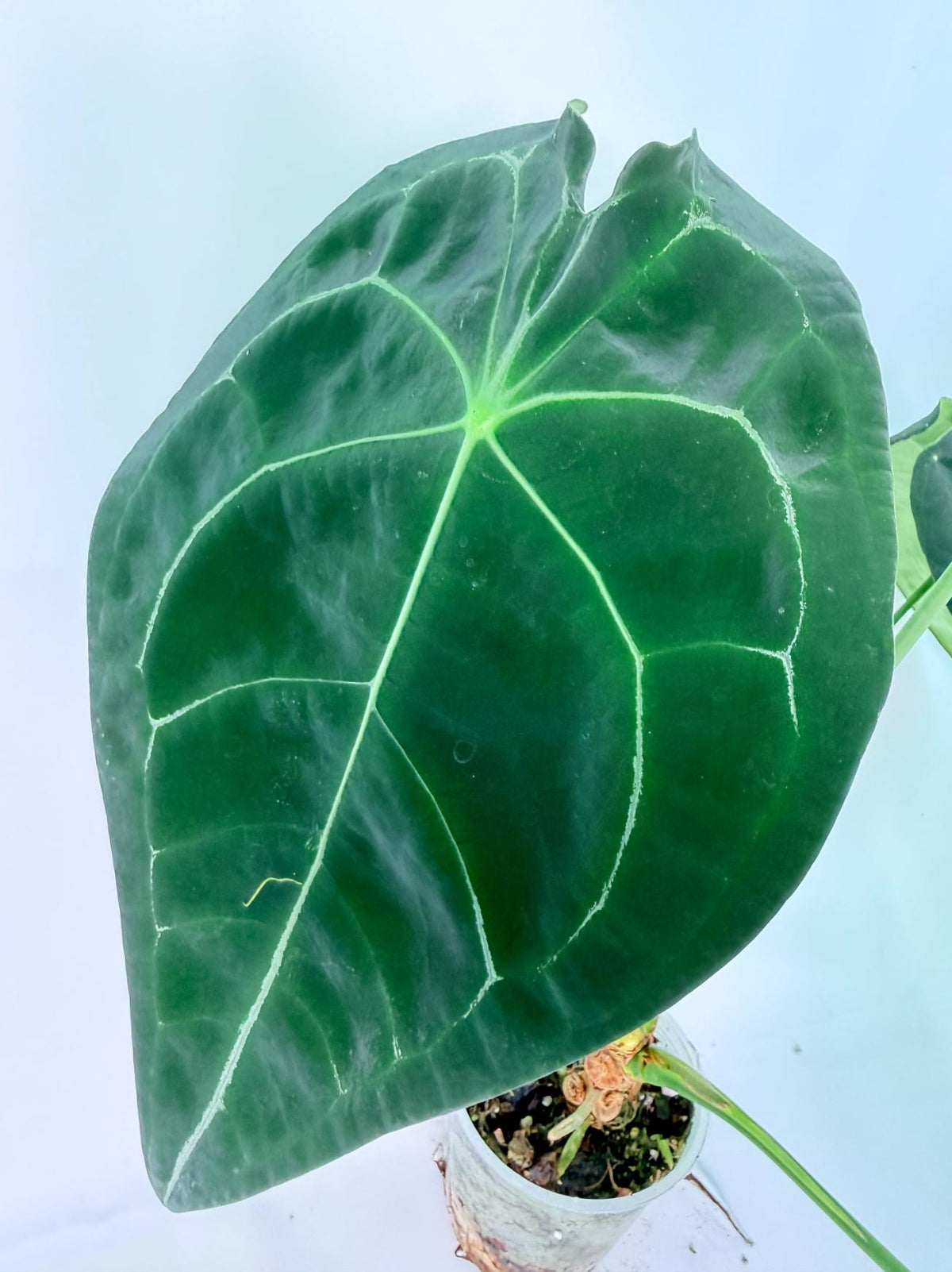 Anthurium Forgetii x Regale XL 05