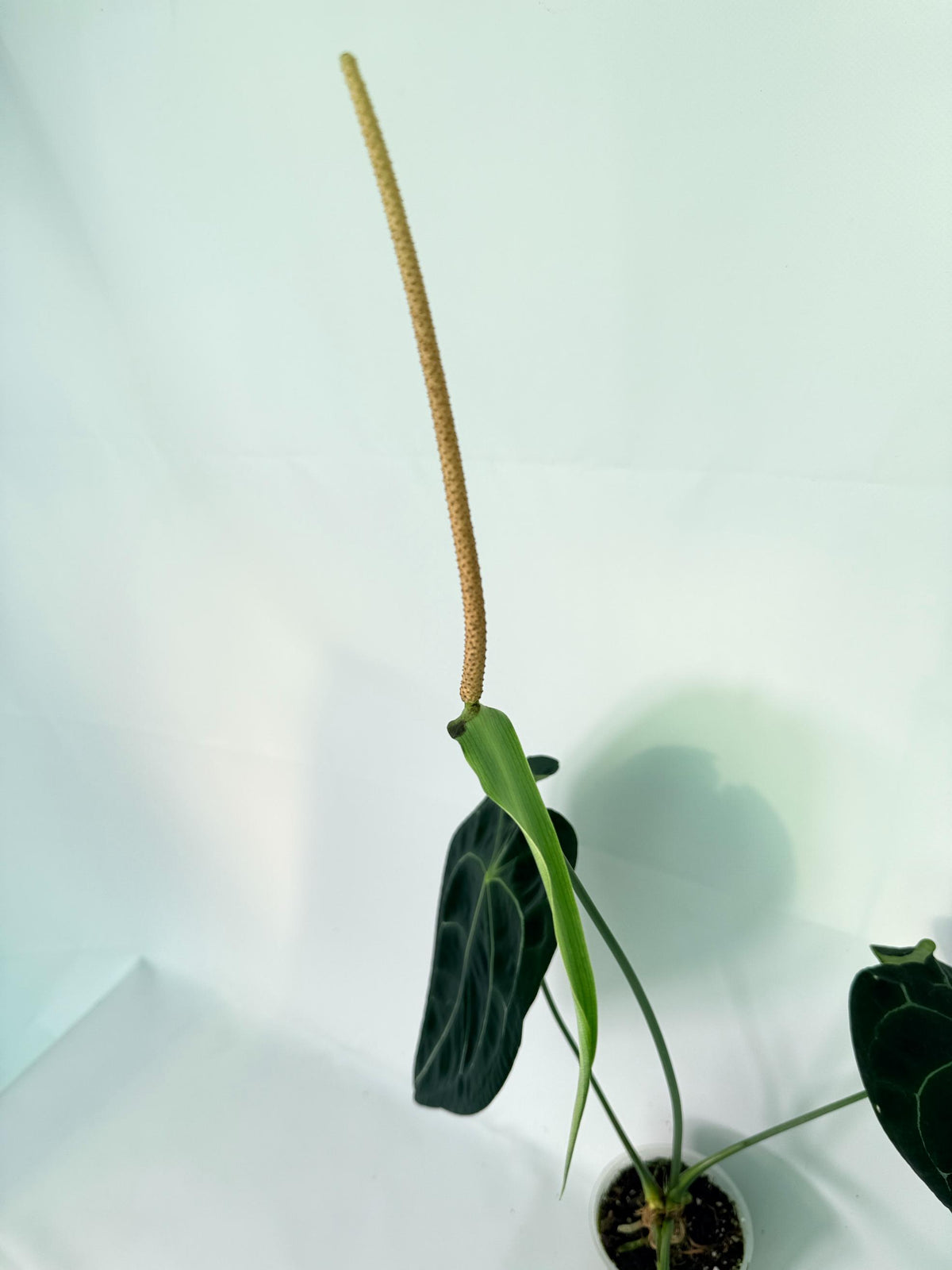 Anthurium Forgetii x Regale XL 06