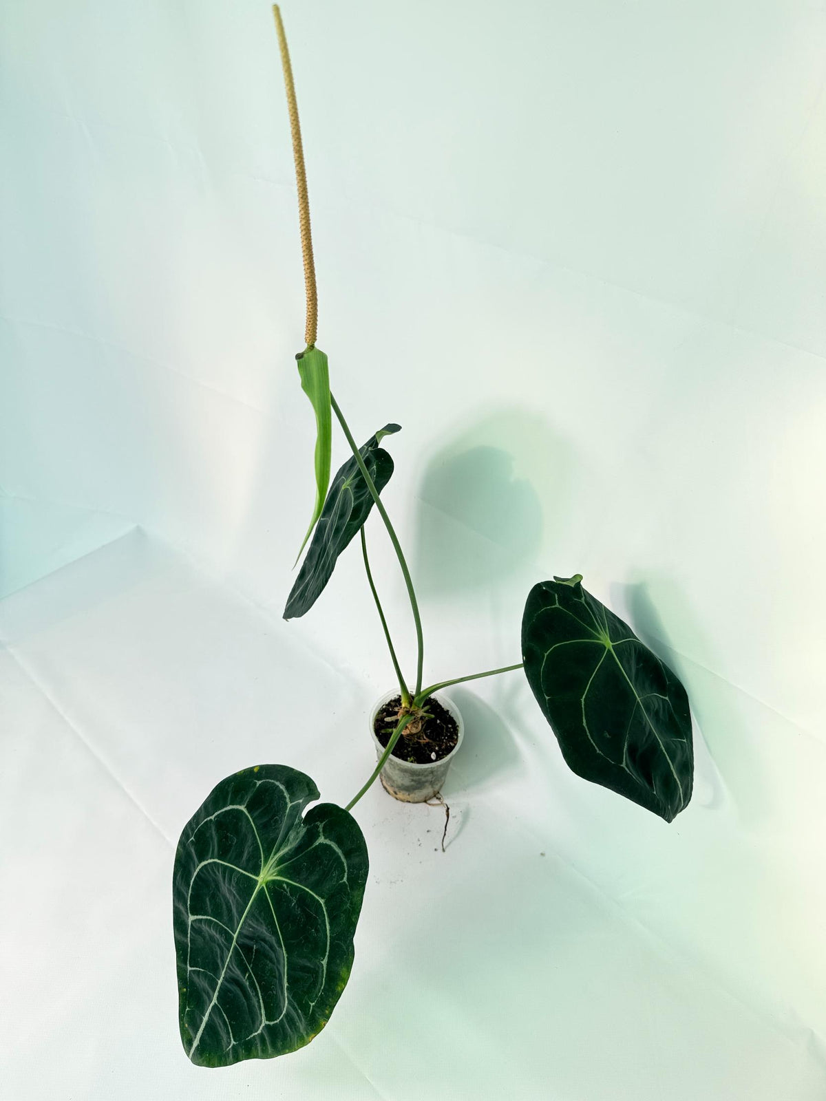 Anthurium Forgetii x Regale XL 07