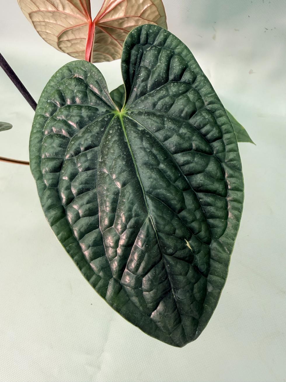 Anthurium Luxurians 08
