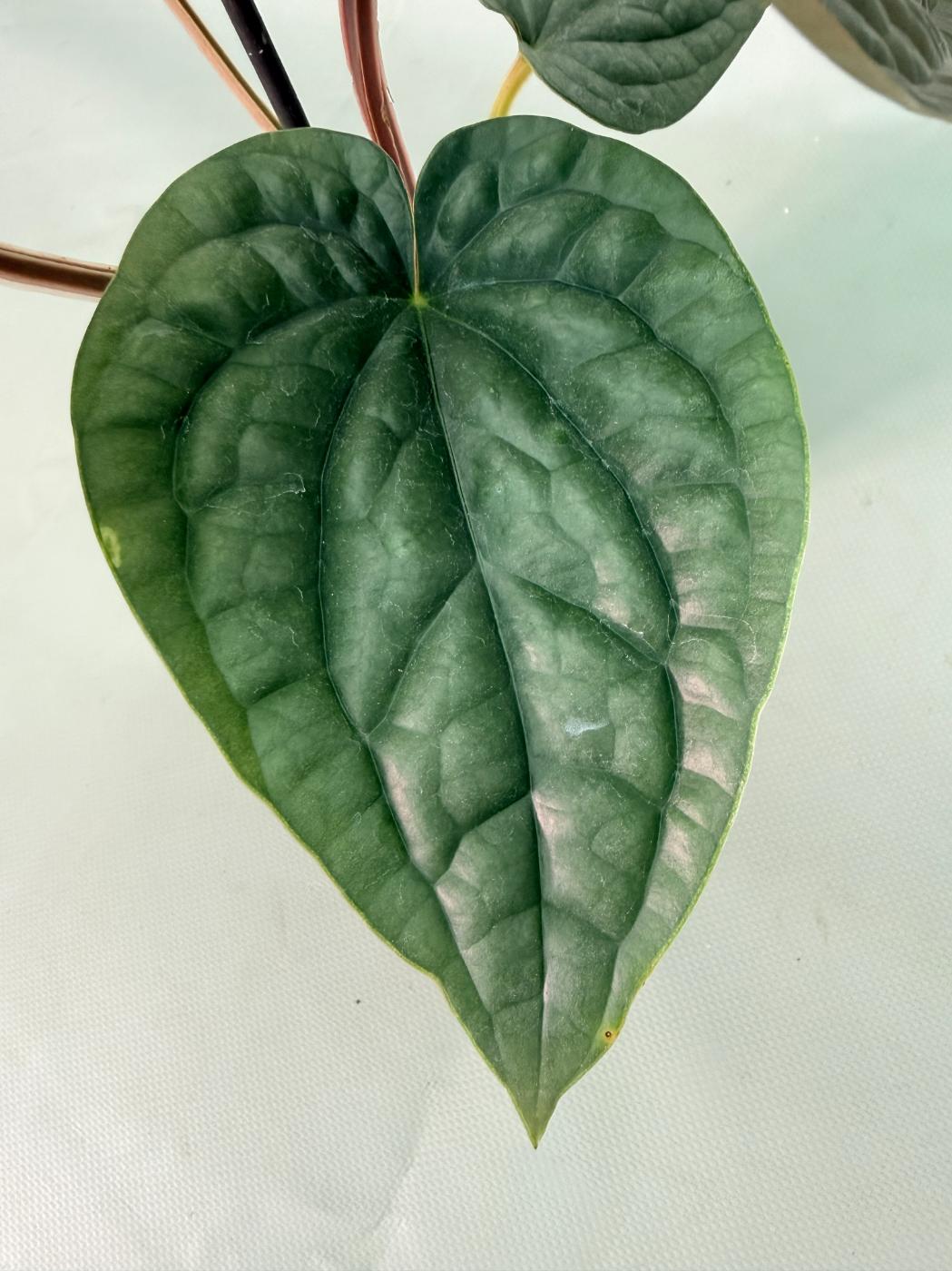 Anthurium Luxurians 09