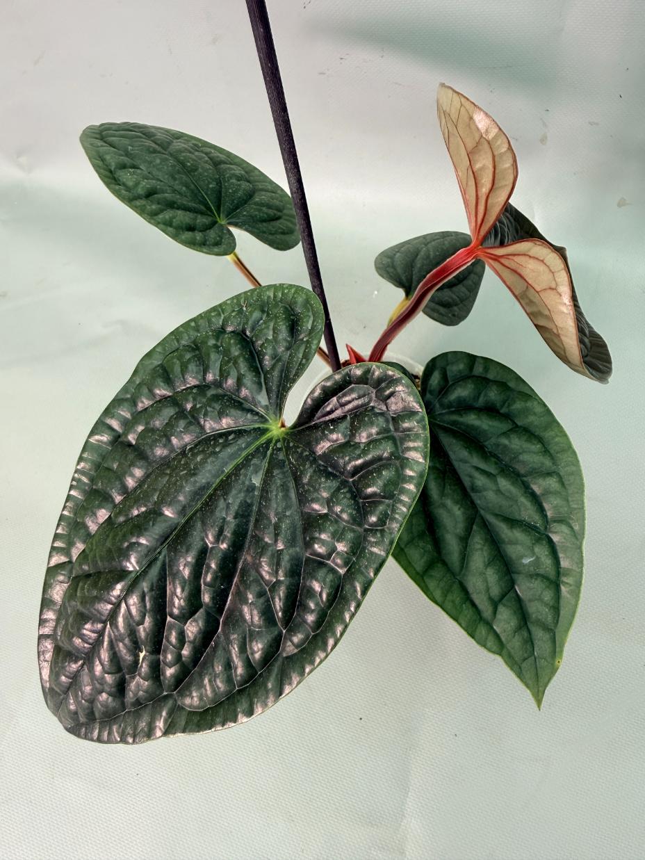 Anthurium Luxurians 10