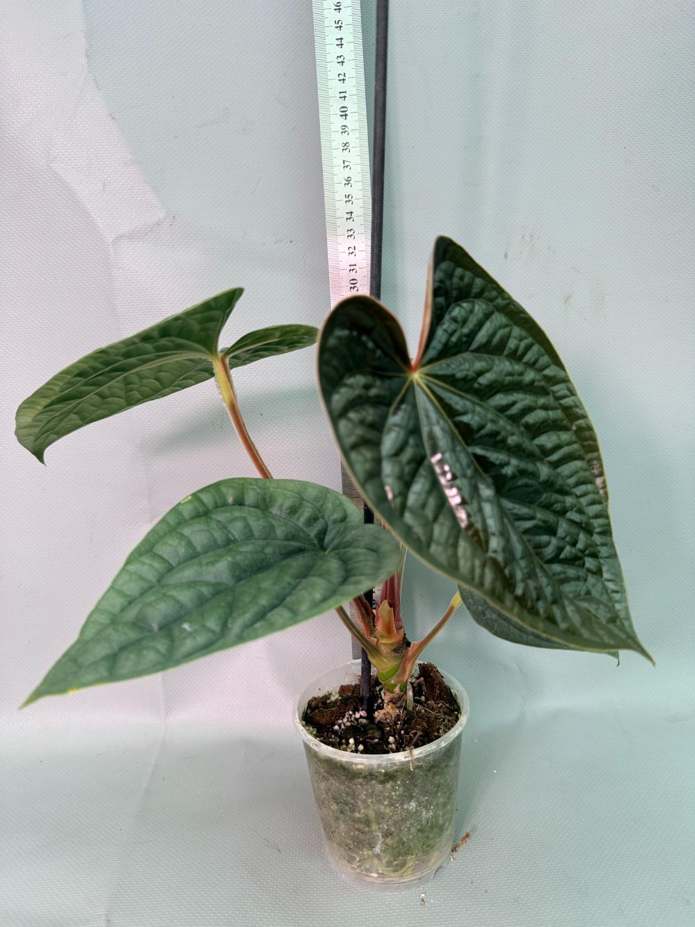 Anthurium Luxurians 02
