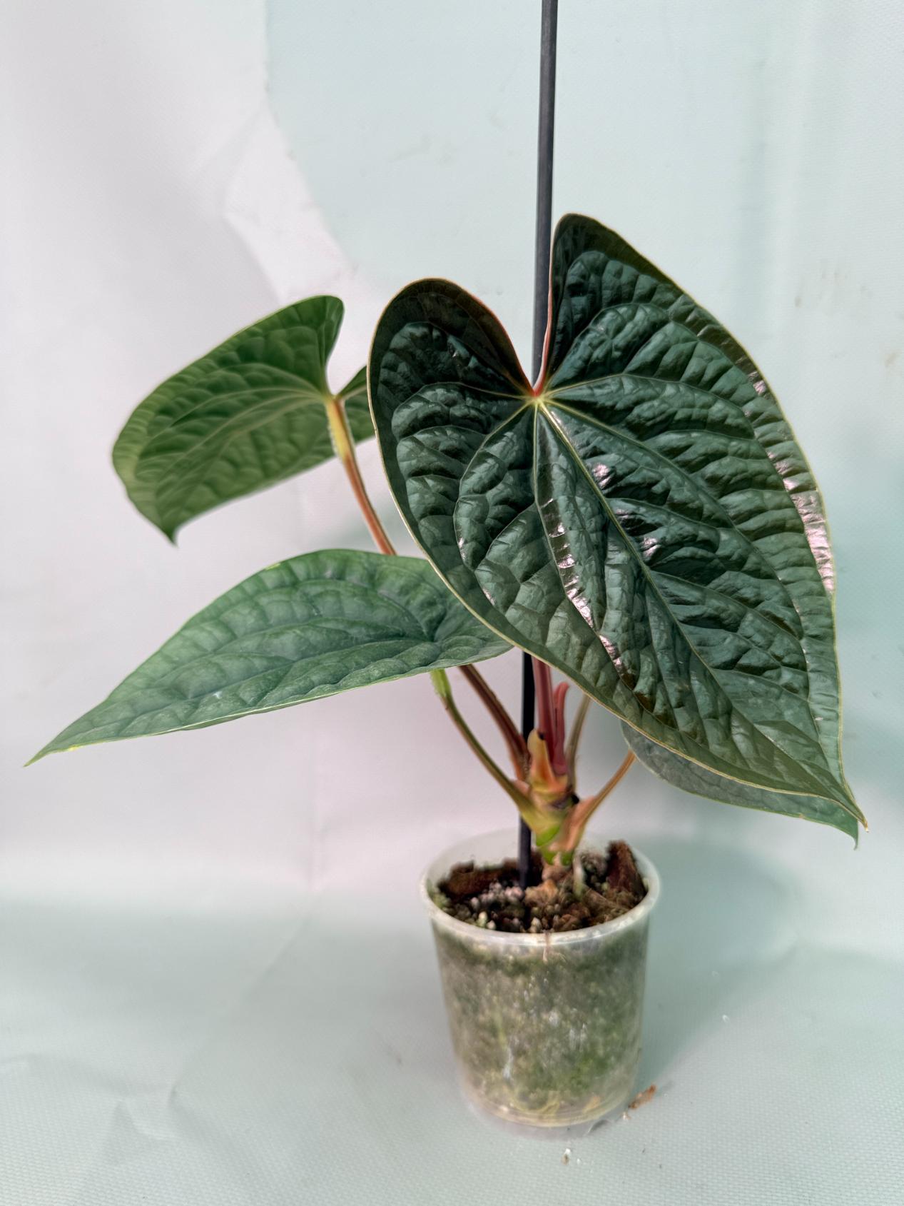 Anthurium Luxurians 01