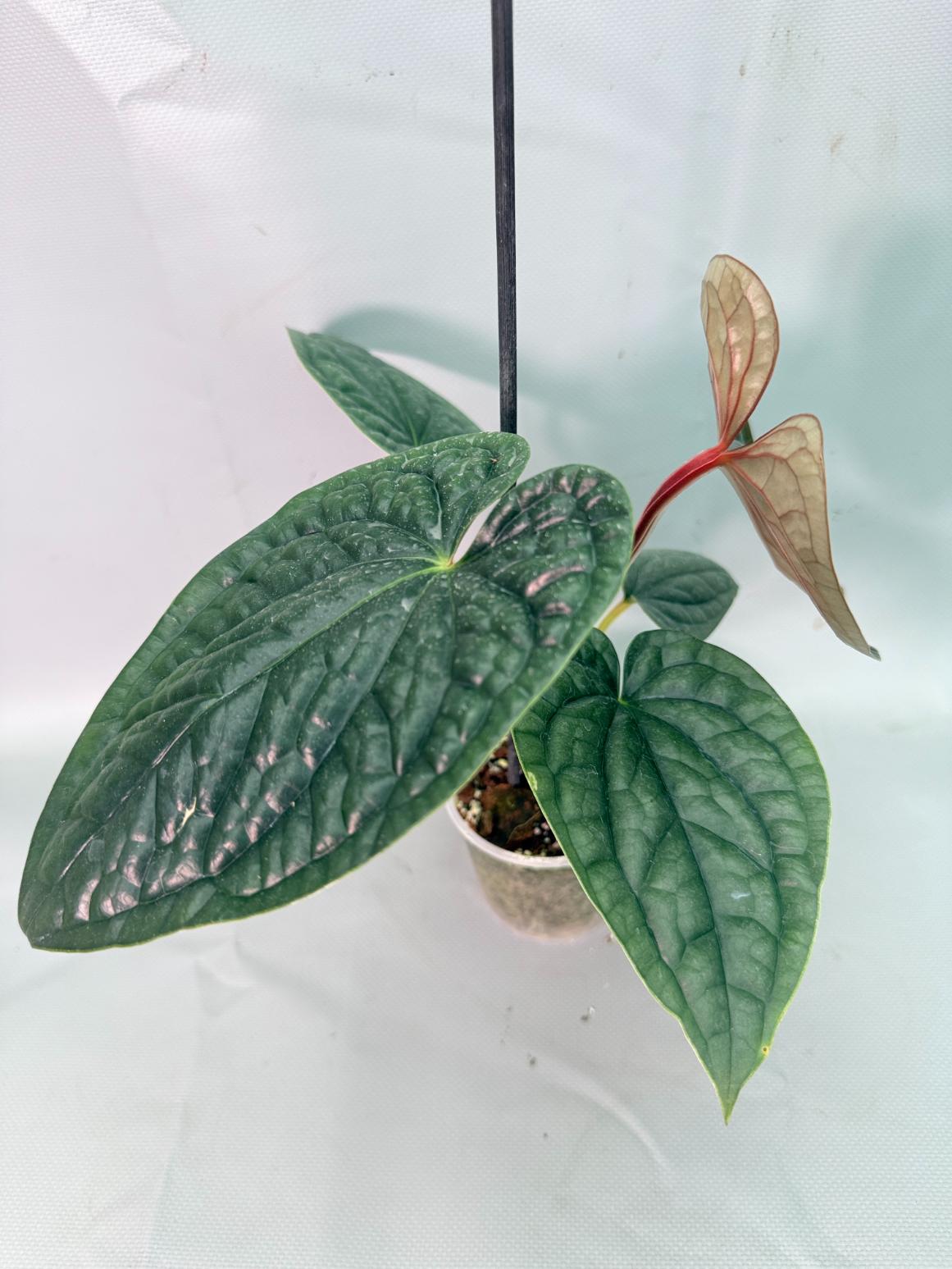 Anthurium Luxurians 03
