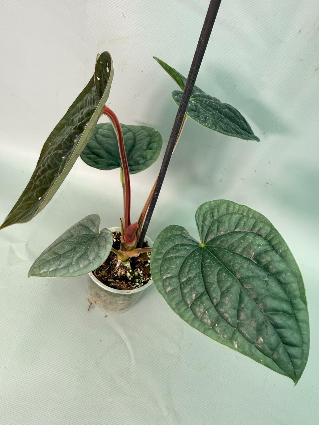 Anthurium Luxurians 04