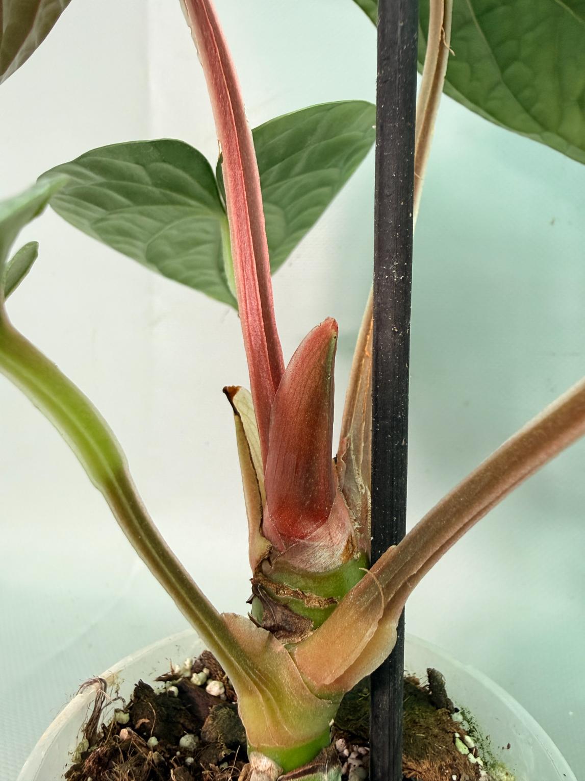 Anthurium Luxurians 05