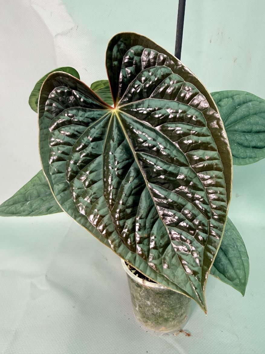 Anthurium Luxurians 06