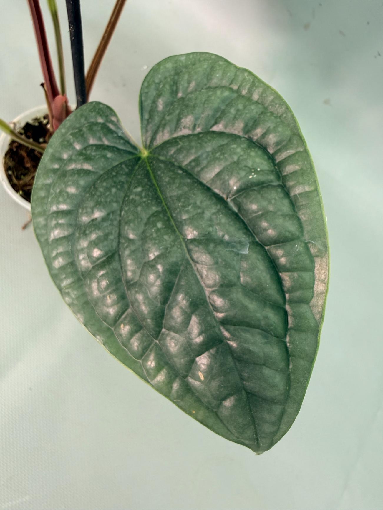 Anthurium Luxurians 07