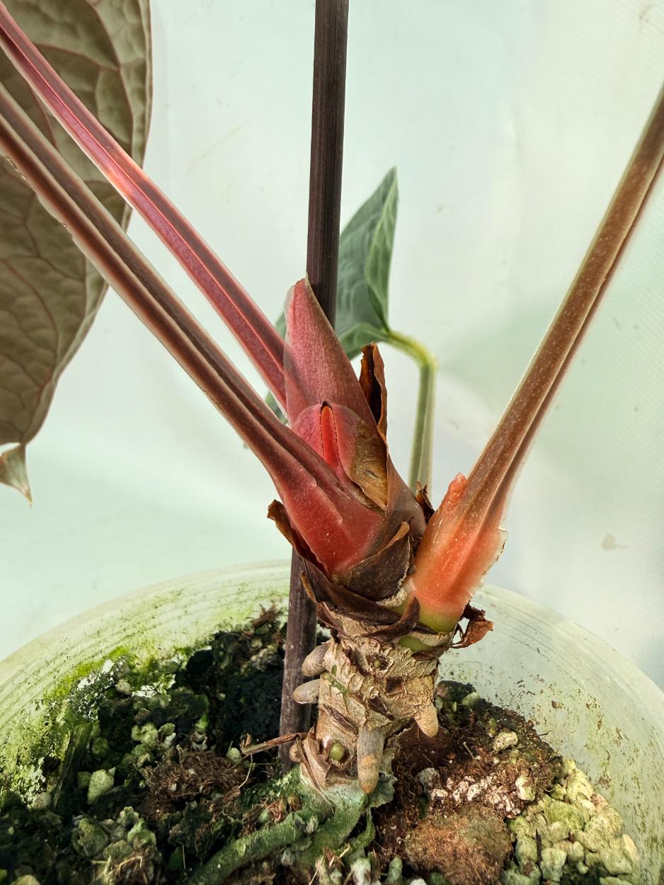 Anthurium Luxurians 09