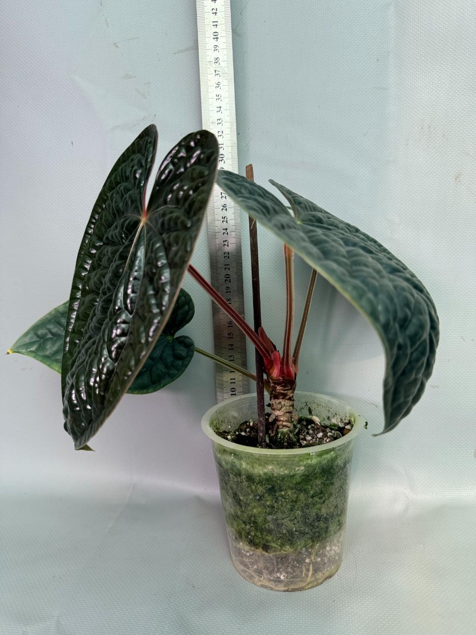 Anthurium Luxurians 01