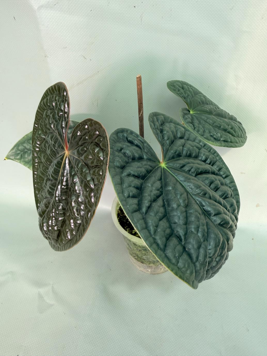 Anthurium Luxurians 02