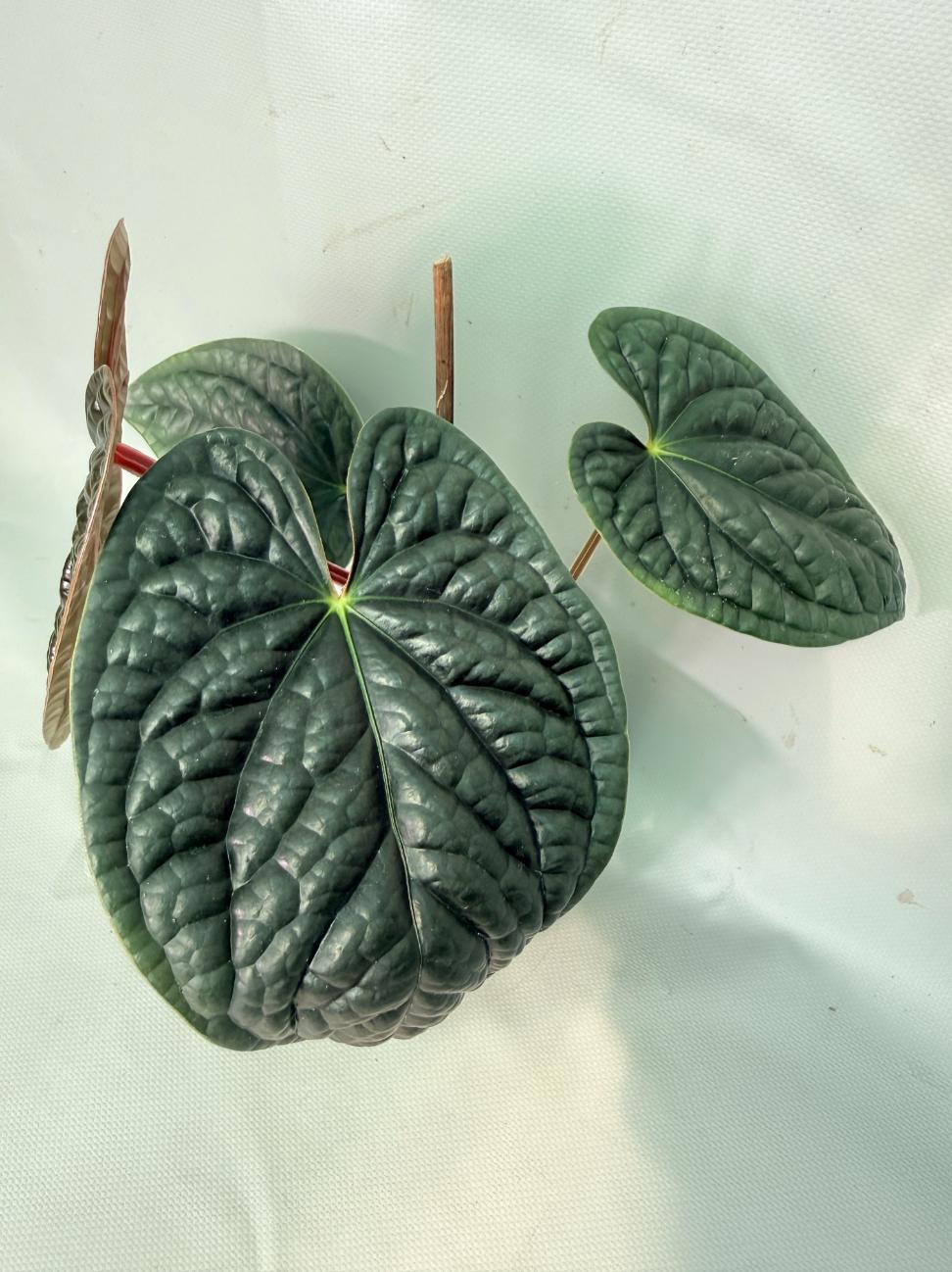 Anthurium Luxurians 03