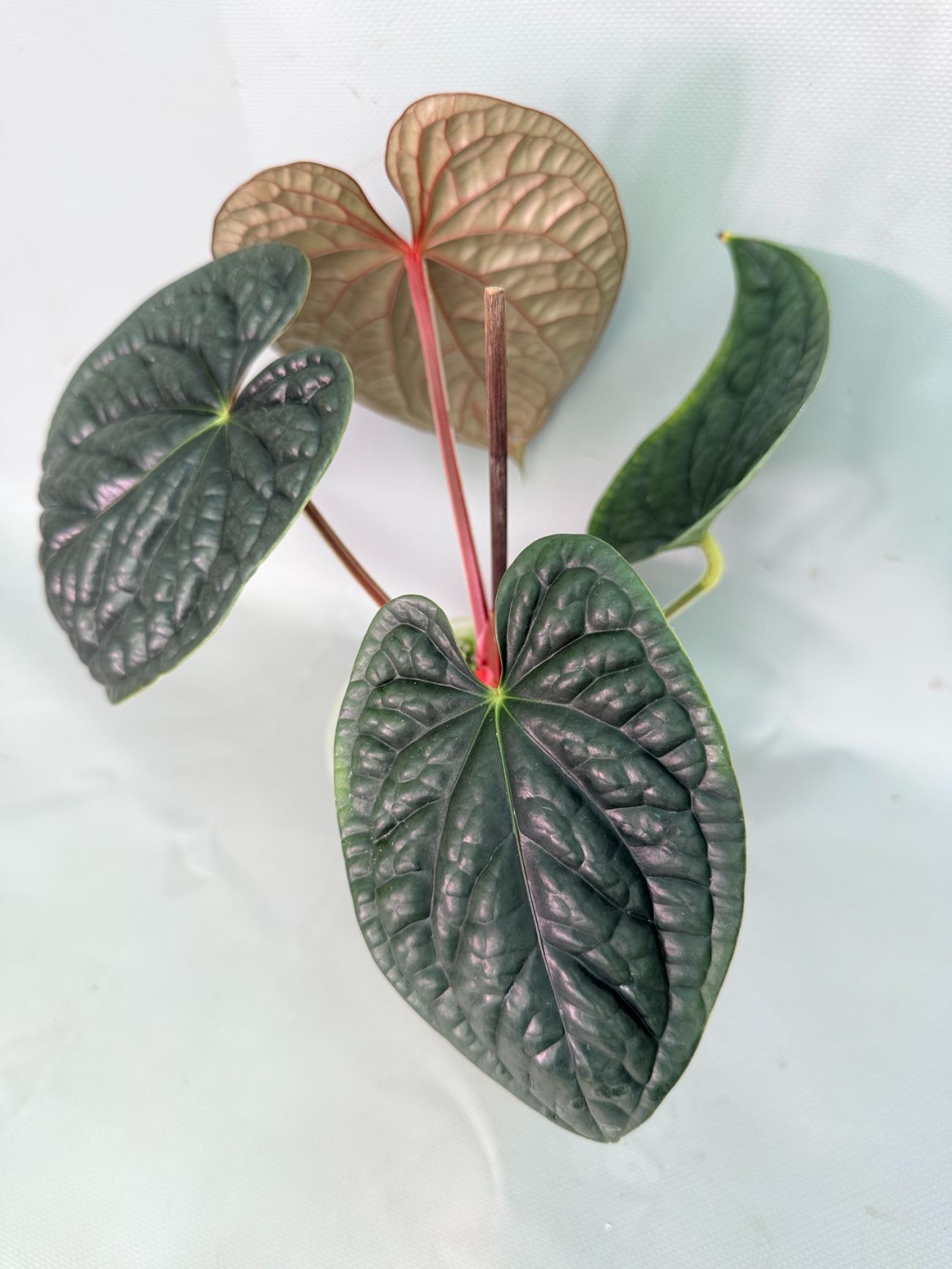 Anthurium Luxurians 04