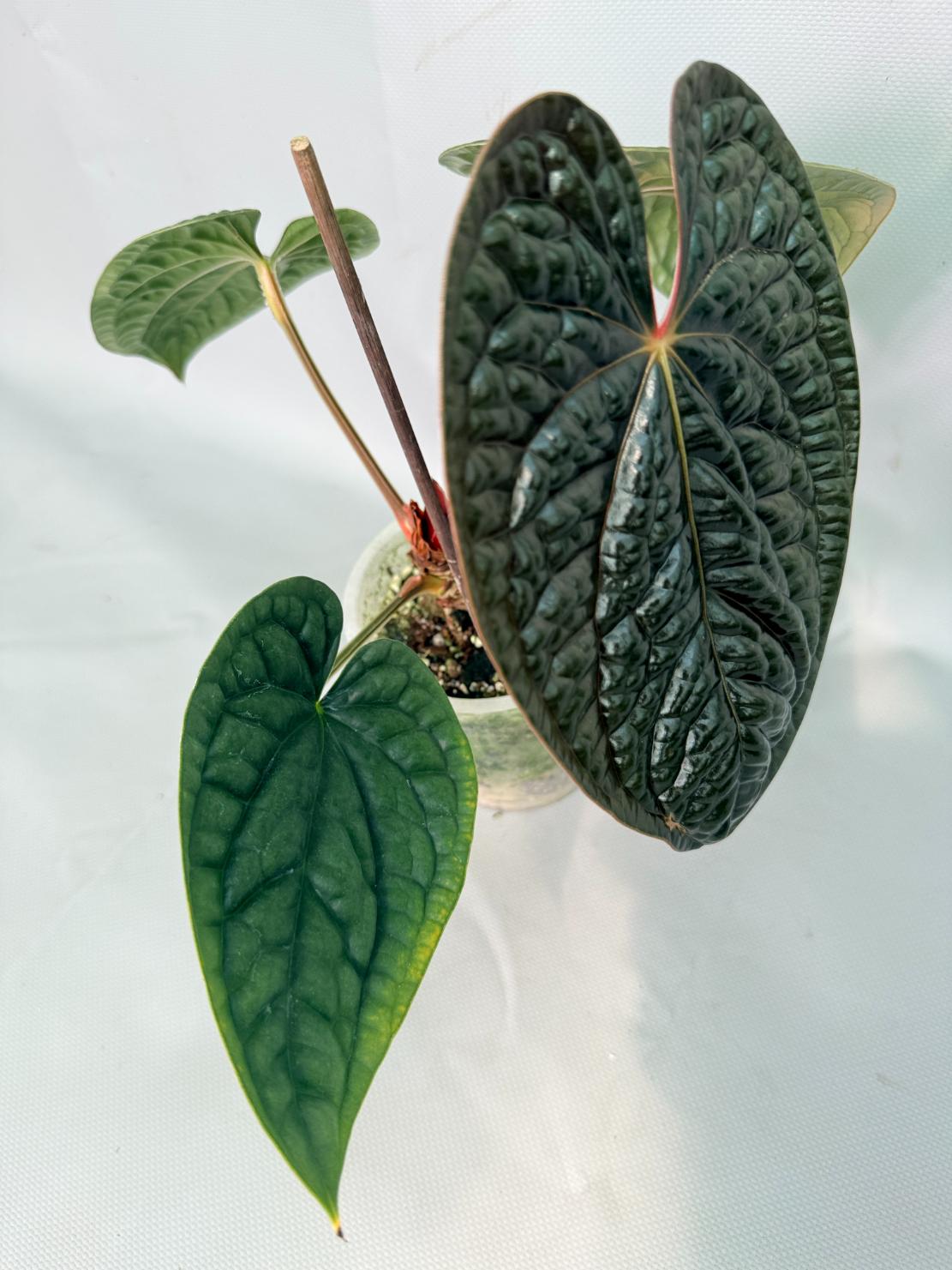 Anthurium Luxurians 05