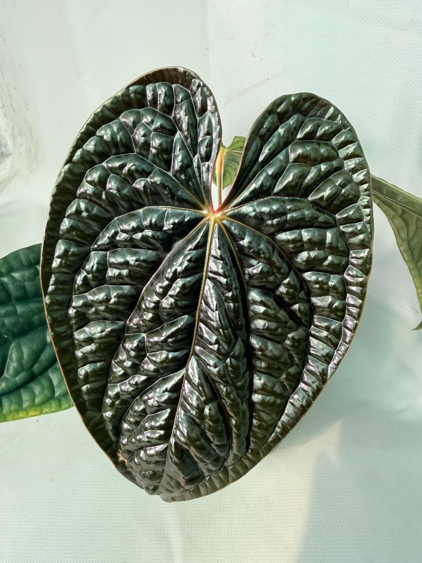 Anthurium Luxurians 06