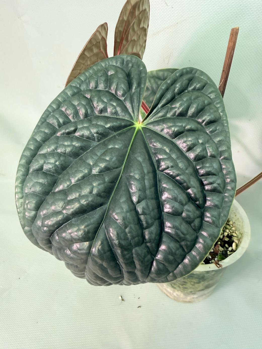 Anthurium Luxurians 07