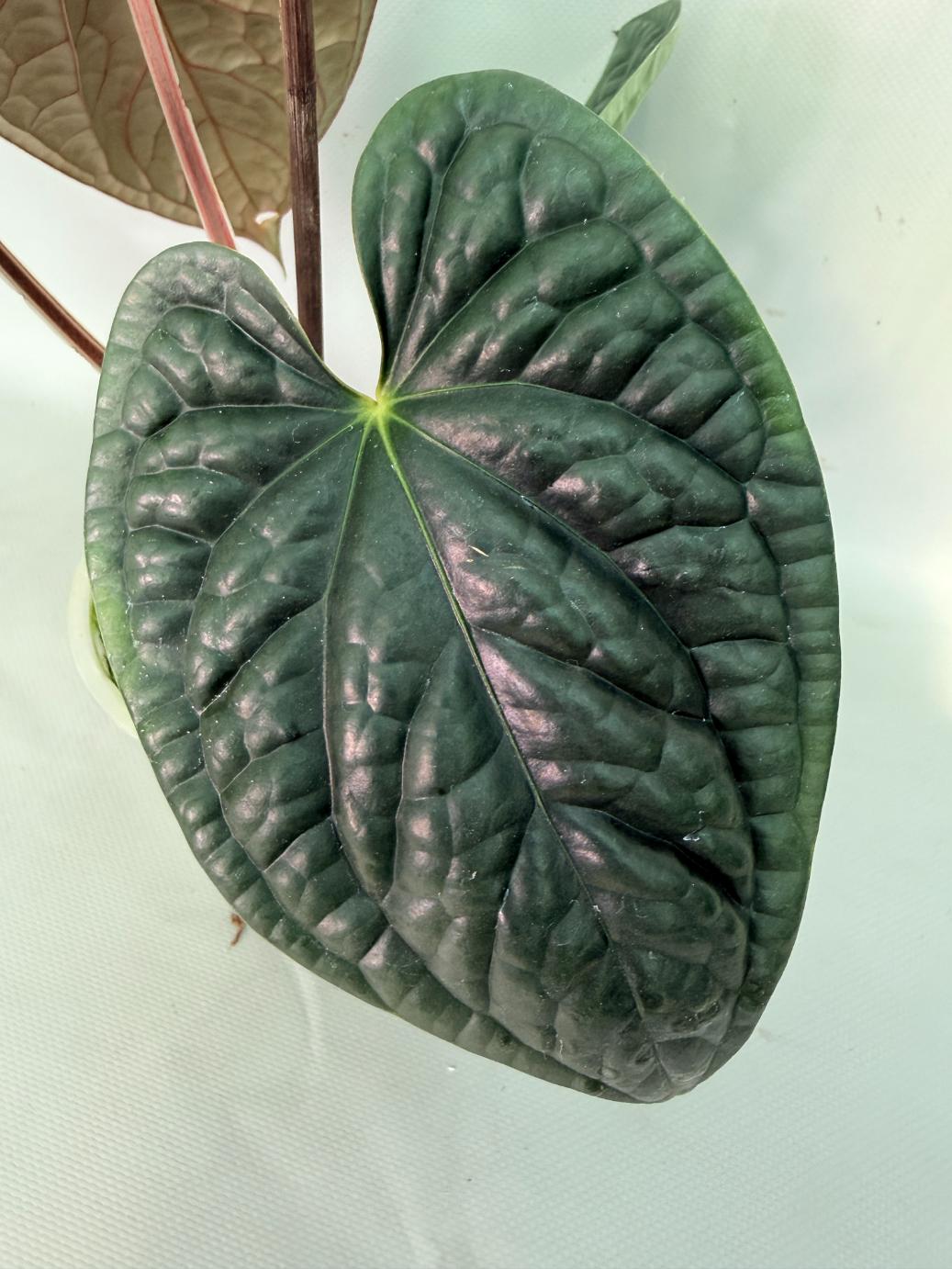 Anthurium Luxurians 08