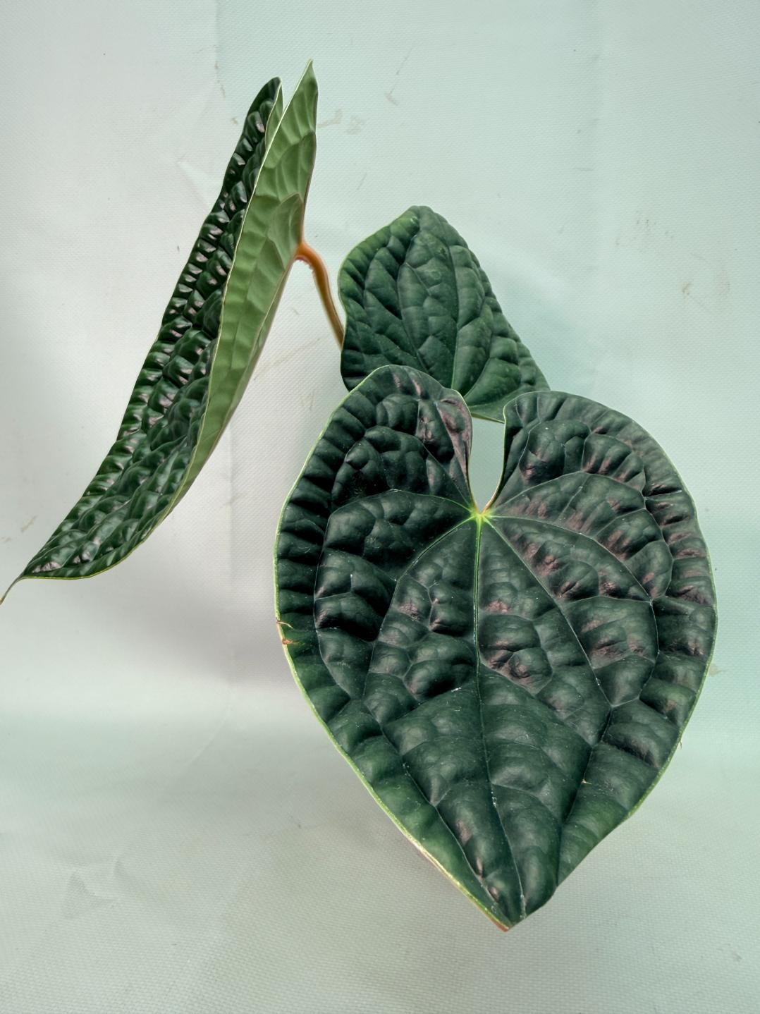 Anthurium Luxurians 08