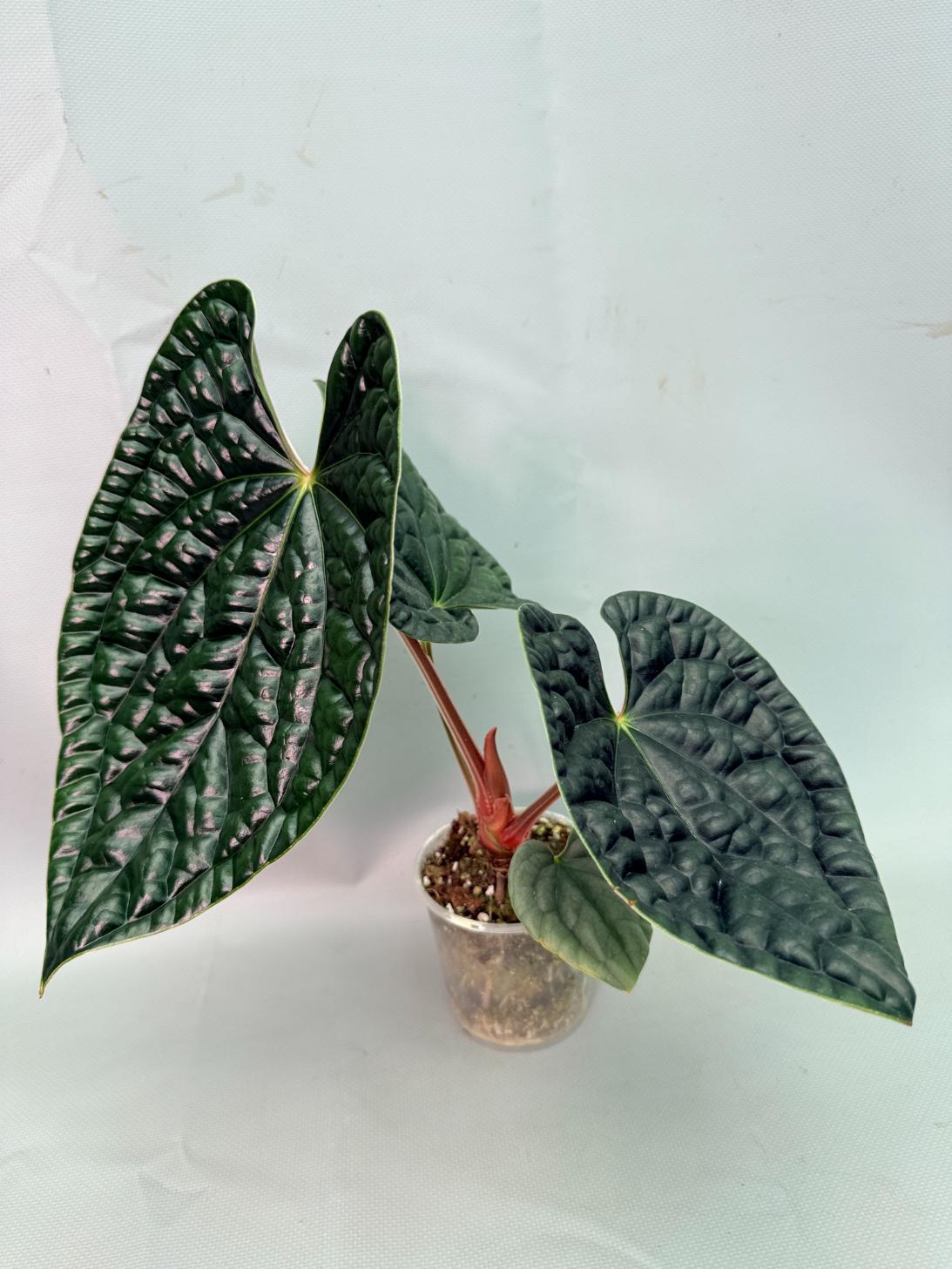 Anthurium Luxurians 09