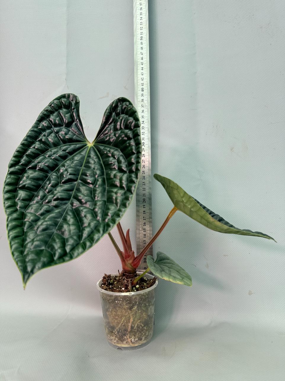 Anthurium Luxurians 01