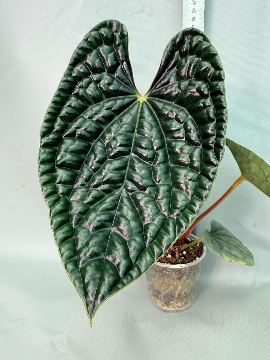 Anthurium Luxurians 02