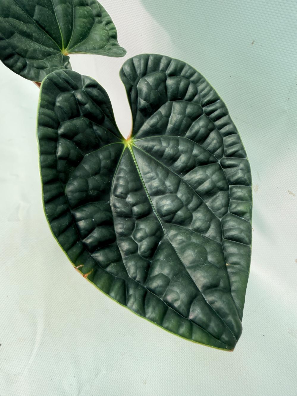 Anthurium Luxurians 03