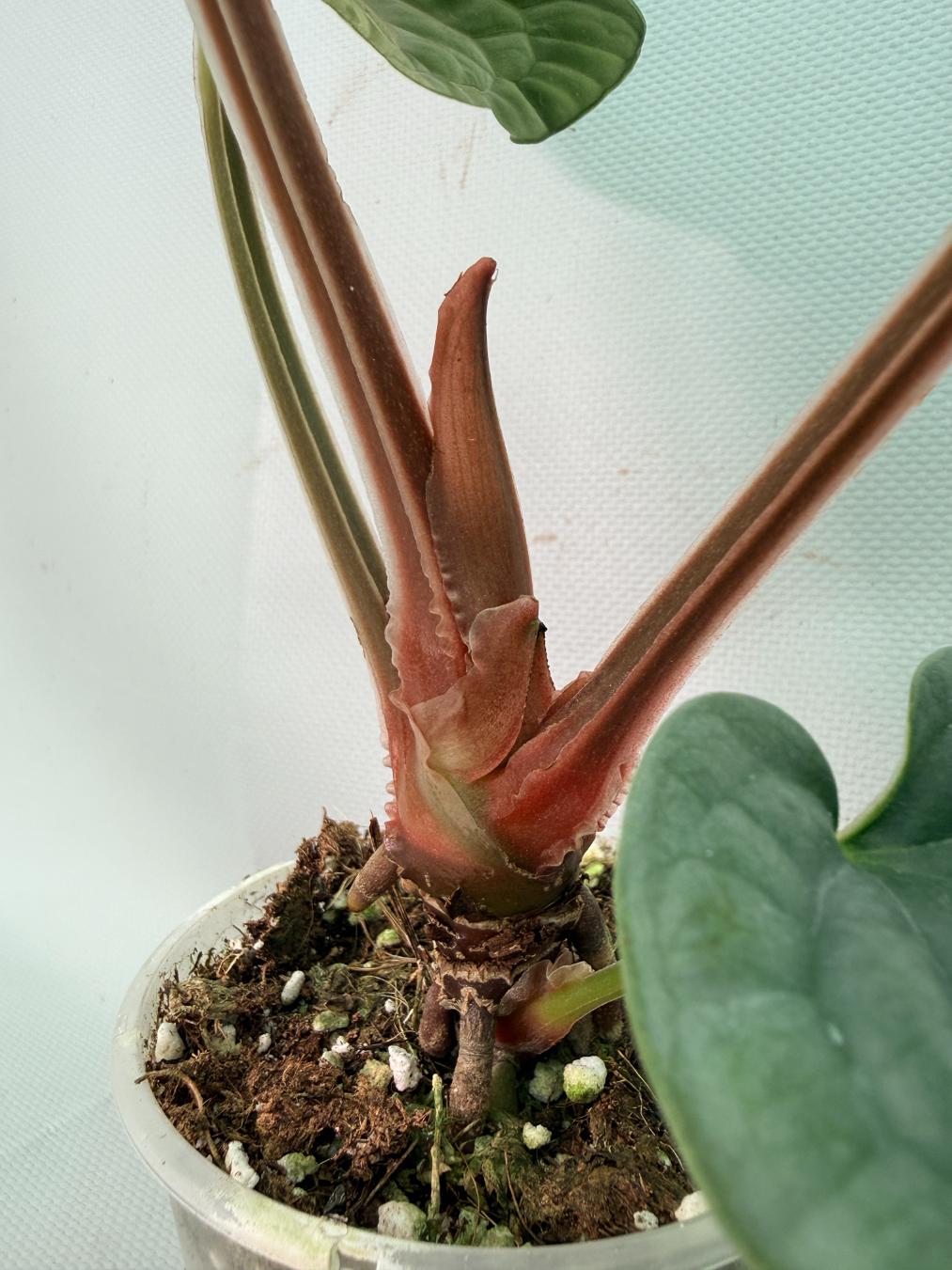 Anthurium Luxurians 04