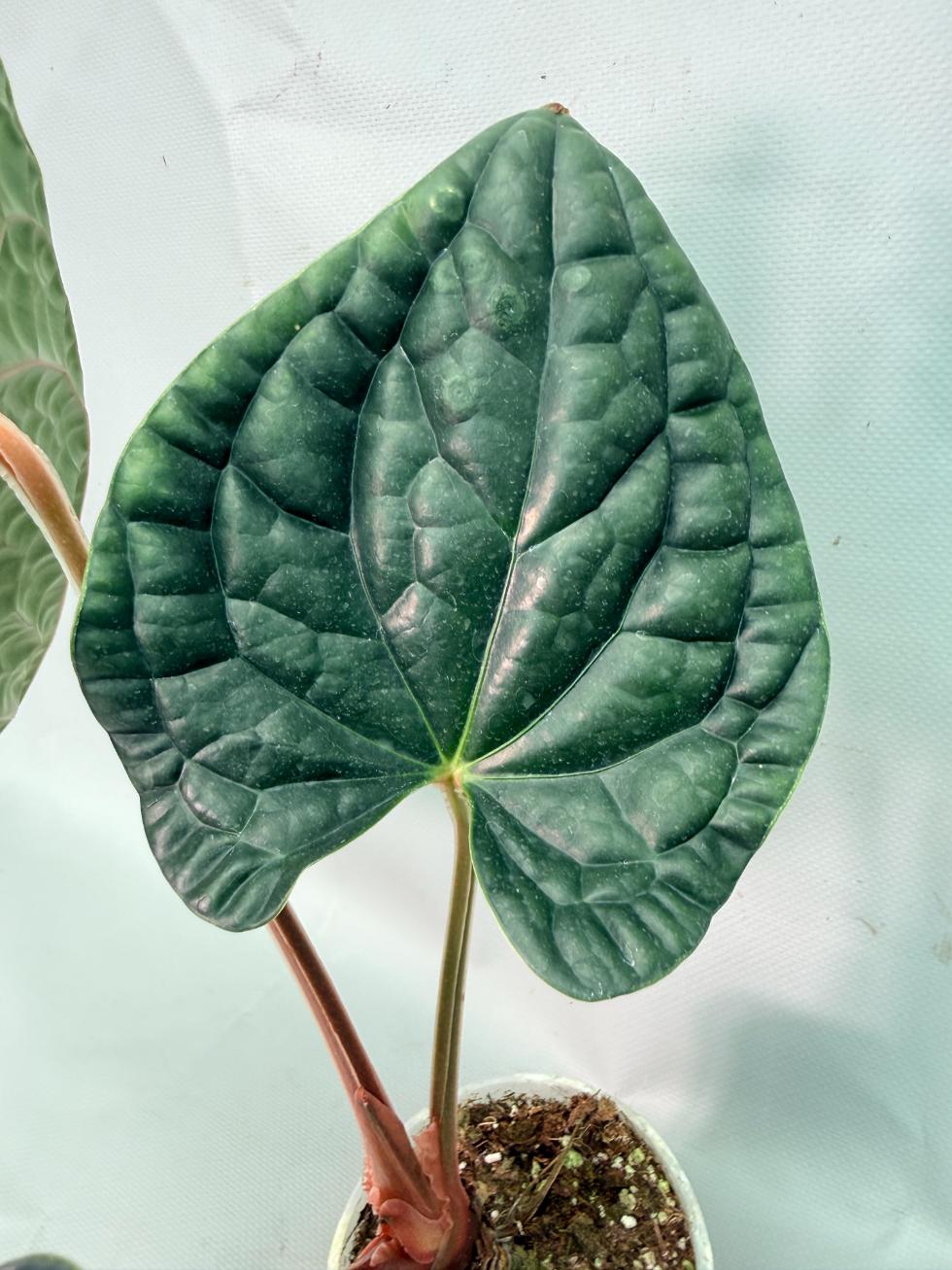 Anthurium Luxurians 05