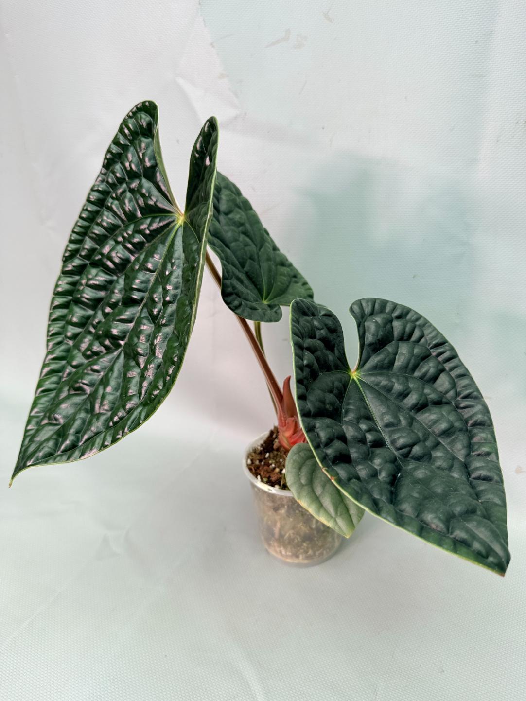Anthurium Luxurians 06