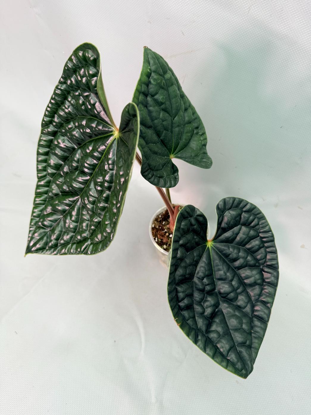 Anthurium Luxurians 07
