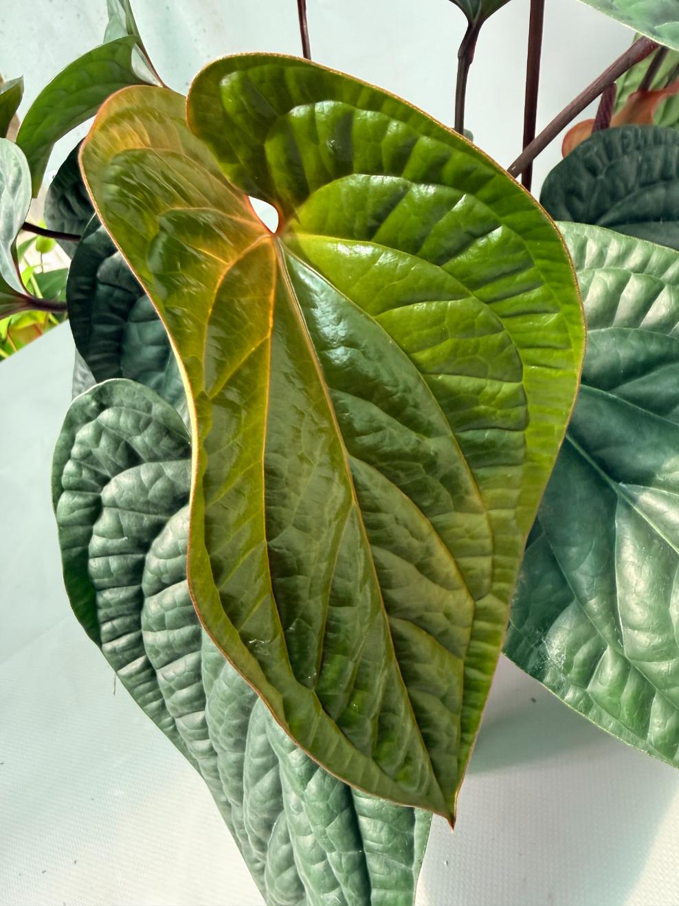 Anthurium Luxurians x Radicans  XL 08