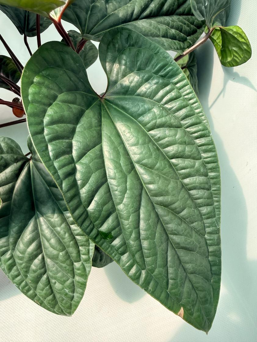 Anthurium Luxurians x Radicans  XL 09