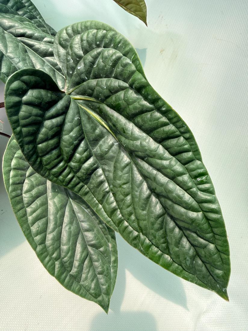 Anthurium Luxurians x Radicans  XL 10