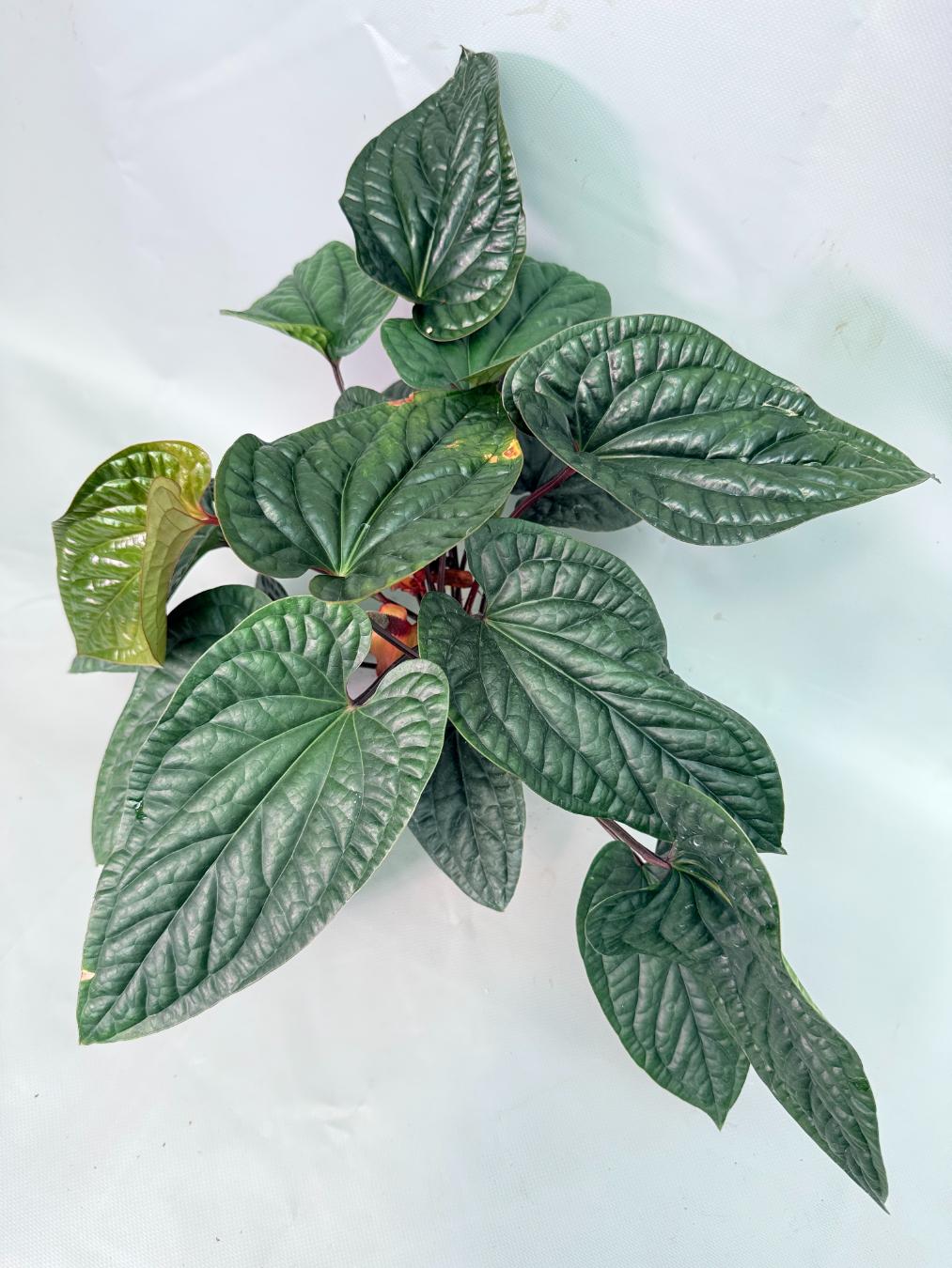 Anthurium Luxurians x Radicans  XL 11