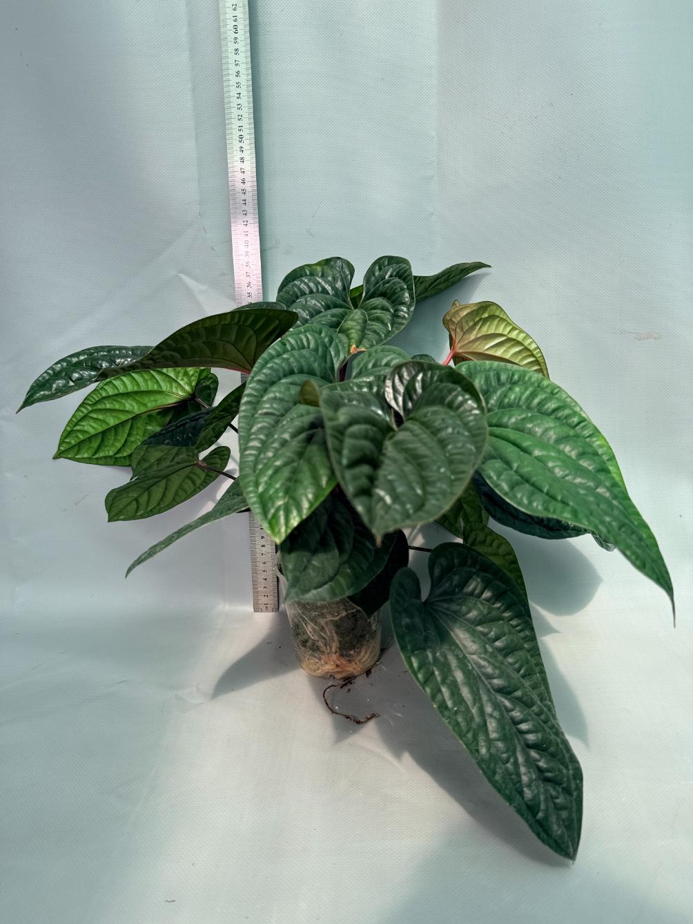Anthurium Luxurians x Radicans  XL 03
