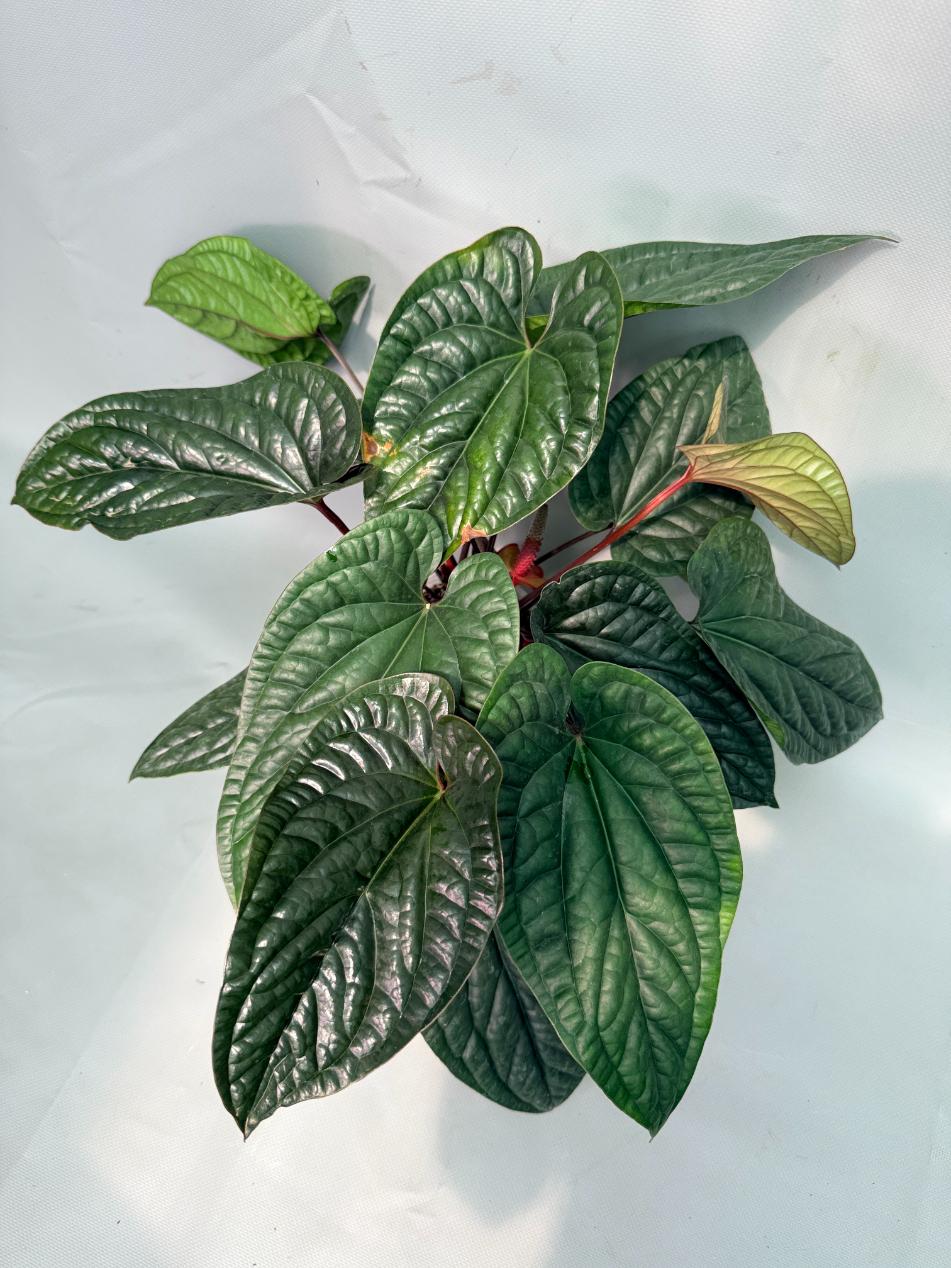 Anthurium Luxurians x Radicans  XL 01