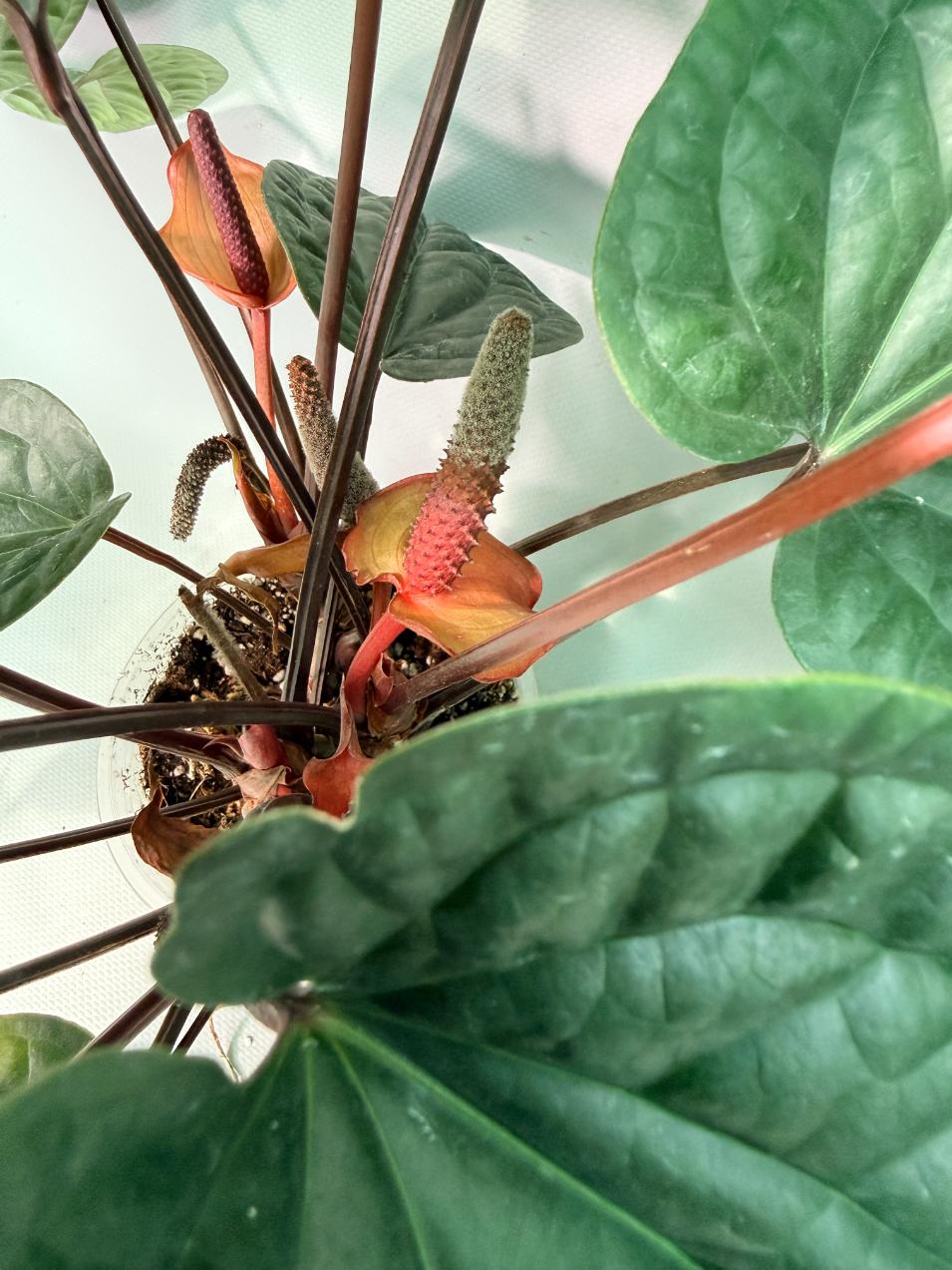 anthurium radicans flower Anthurium Luxurians x Radicans XL 2 pt in one pot