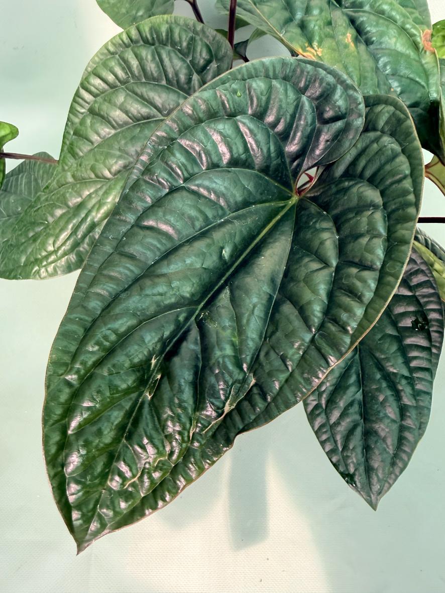 Anthurium Luxurians x Radicans  XL 05