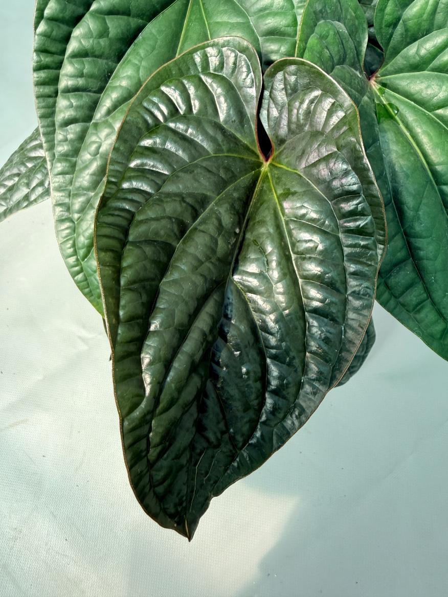 Anthurium Luxurians x Radicans  XL 06